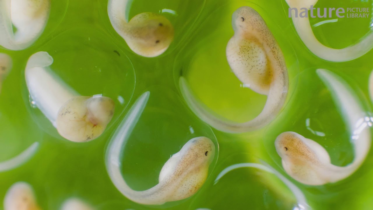 glass frog tadpoles