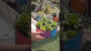 Uma lata que virou um arranjo de Sedeveria Letizia #plantas #shorts #shortviral #shortsvideo