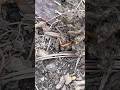 Soil Centipede