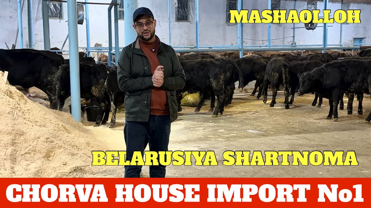 CHORVA HOUSE IMPORT ANGUS LIMUZING GREFORD BUQALARI SOTUVDA JASUR AKA JERSIY XAQIDA TO’LIQ MA’LUMOT