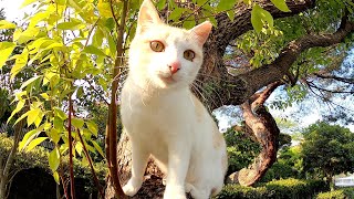 木登りをするミルクティー猫、先輩のサビ猫がやってくると・・・