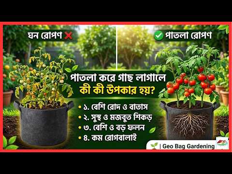 পাতলা করে গাছ লাগালে কী কী উপকার হয়? 🌱 | Geo Bag Gardening Tips