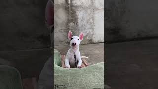Puppies Bull Terrier Talkingreadyfemale