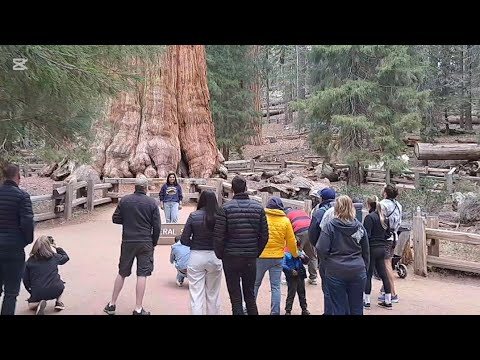 General Shermans' oldest pinetree...survives numerous forest fires for decades (SEQUOIA PARK)
