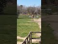 Giraffes!!!! #animals #zoo #pets #giant #giraffe #superbowl #grass #wildlife #needoh #lifewithlooch