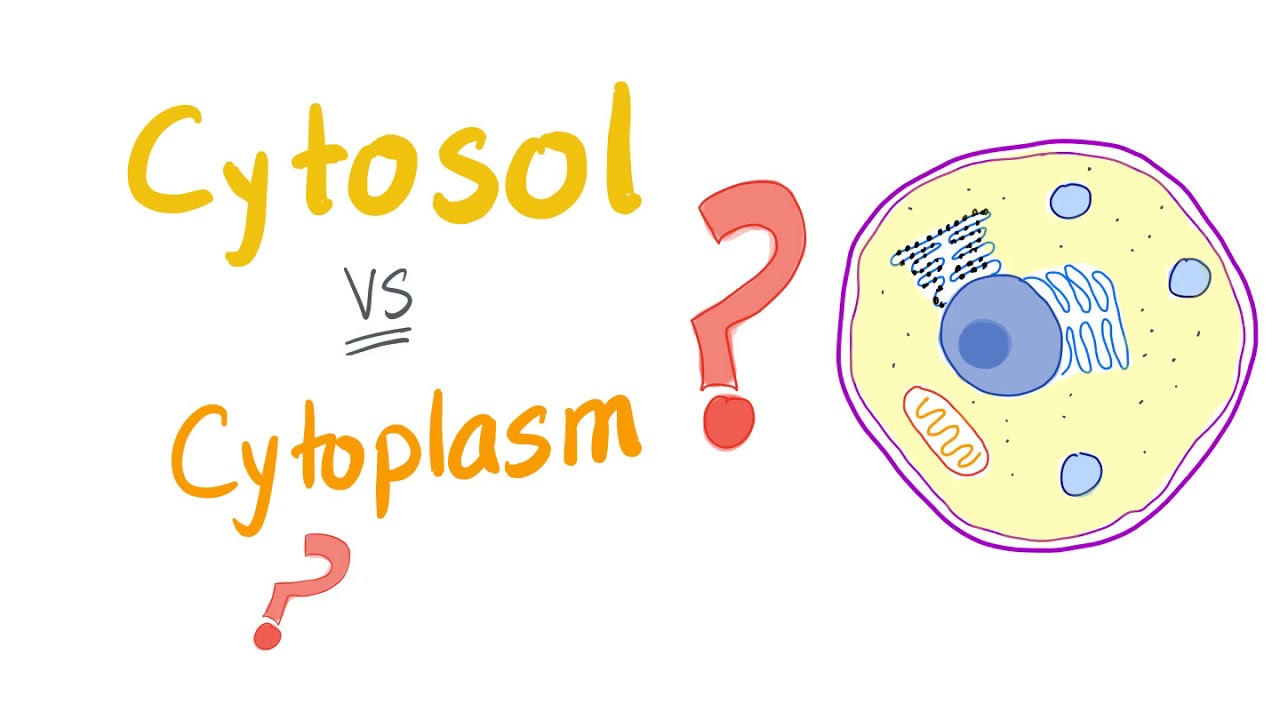 Cytosol Vs Cytoplasm; What’S The Difference?