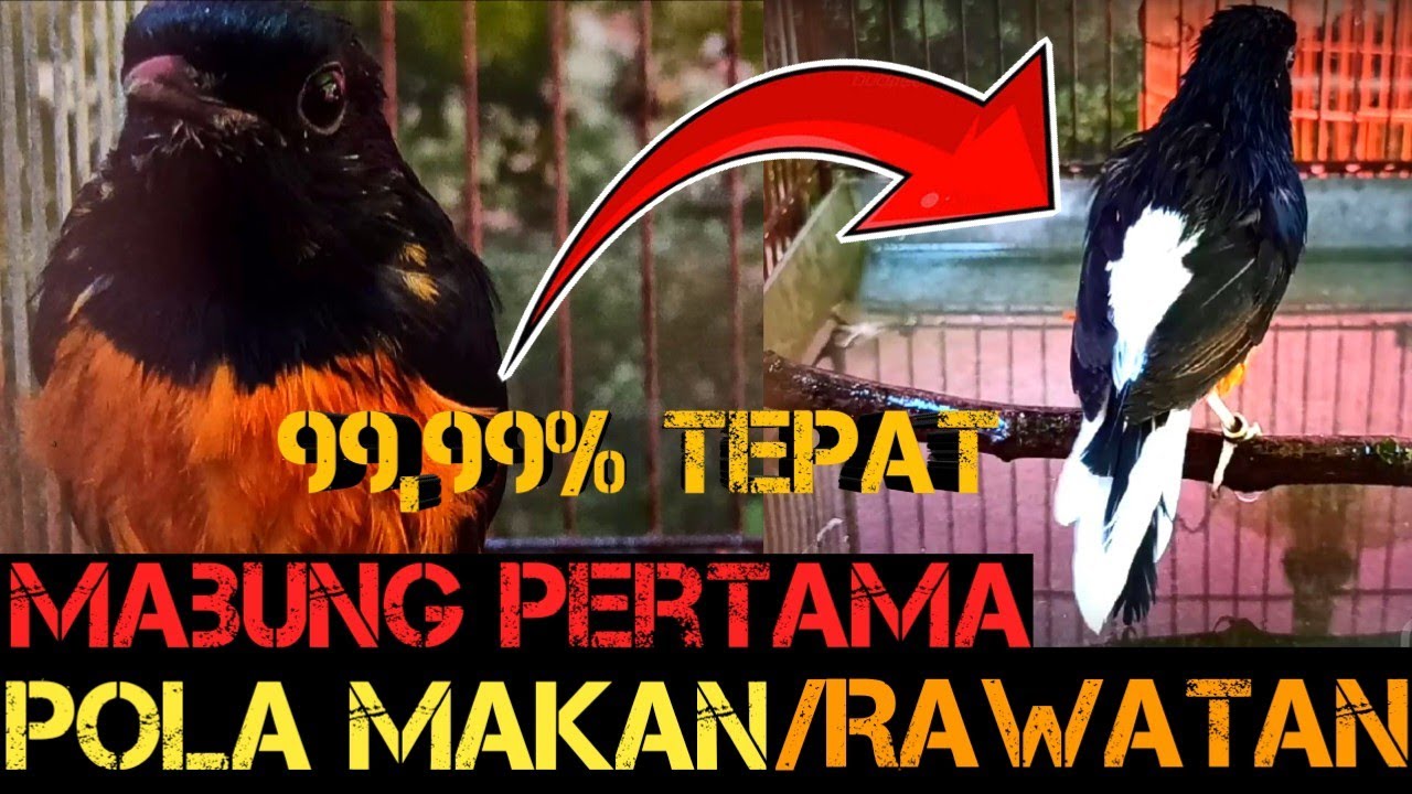 Tips pola makan dan rawatan‼️murai batu mabung pertama‼️cepat rontok bulu‼️cepat dorong ekor‼️joss‼️
