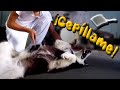 CEPILLAR a un perro Fácil y Rápido