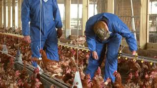 VAl-CO Egg Production Overview