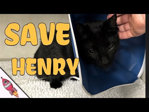 HELP SAVE MY CAT | Rockit Gaming - HELP SAVE MY CAT | Rockit Gaming