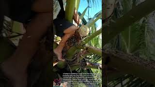 Honey Harvest Traditional Farming