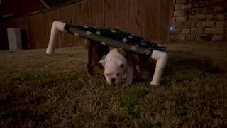 Lola and the Puppies Nighttime Fun