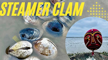 How to find steamer clams!