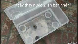 Nhìn Là Mê N. Sen Mini- Sen Nhật Bản