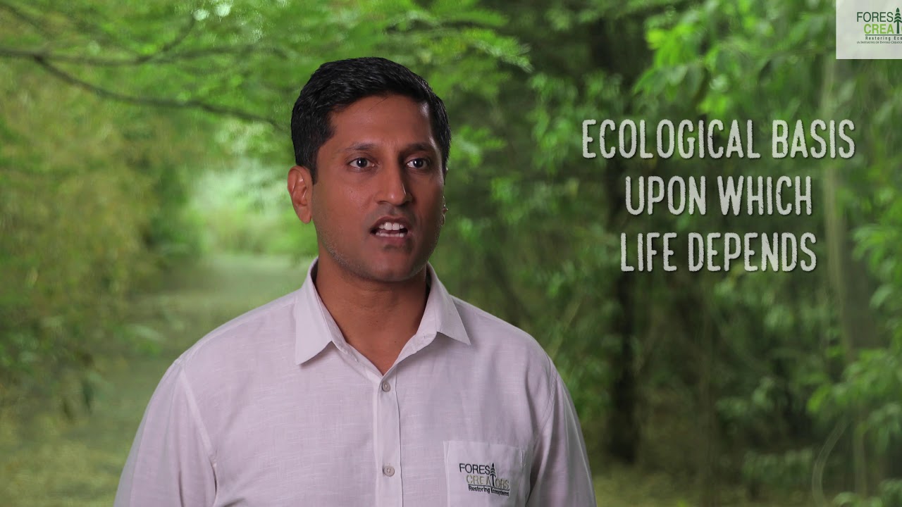 Part-3 (Native Speices) Growing Native Forests Using Miyawaki Technique Tutorial