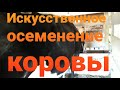 Искусственное  осеменения  коровы  Ночки. Как это происходит. Ждут очереди еще три красавицы😊🙏