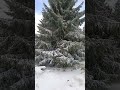 #harz #harzliebe #schnee #nature #natur #brocken #winter