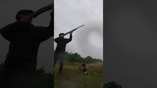 Fox Red Lab English Springer Spaniel Pigeon Shooting #labrador #hunting #spaniel #shorts #gundog