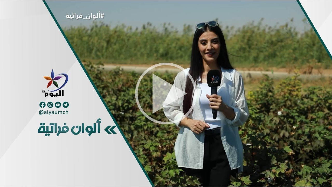 حقول القطن .. قرية تل السمن في ريف الرقة الشمالي  22-10-2024