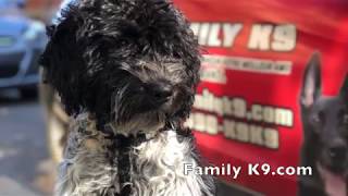 Portuguese water dog (PWD) puppy in training - Outremont