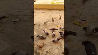 Cute birds #birds #pigeon #cute #cutebirds #shorts