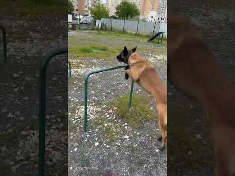 Кайман малинуа на полосе препятствий. Малинуа в работе #шортс #бельгийскаяовчарка #малинуа #дрессура
