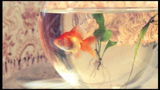 Download lagu Cartoon Network Asia-Pacfic: Darwin vs Gold Fish