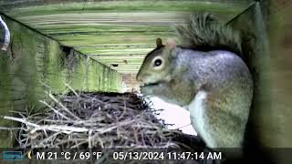 Squirrel eats Robin eggs [sad]