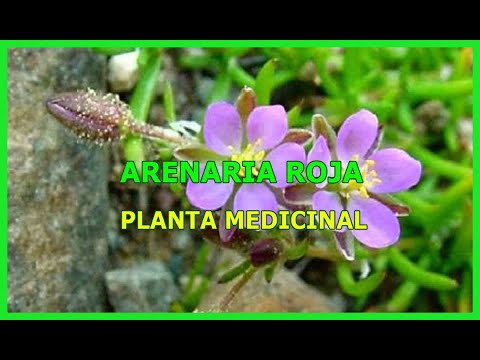 PROPIEDADES Y BENEFICIOS DE LA ARENARIA ROJA hqdefault