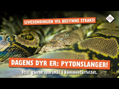 Video: Vinteraktiviteter: Slanger