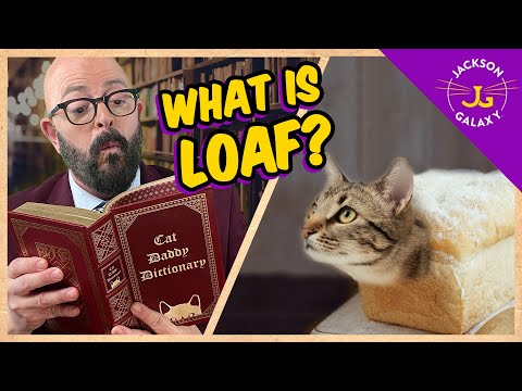 वीडियो: क्यों मेरी बिल्ली Panting है?