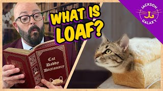 What is the Cat Loaf? | Why Does My Cat Sit in a Loaf?