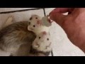 Ferrets get mice