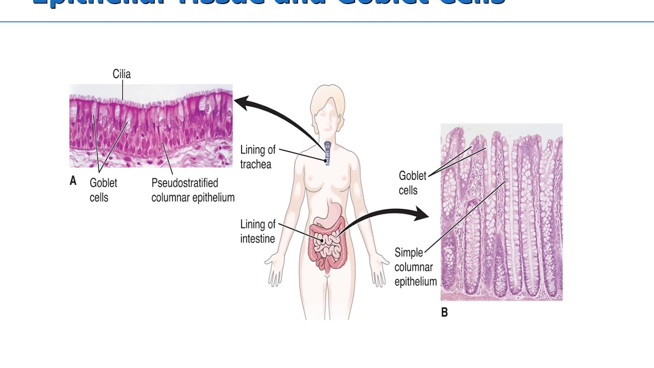 Tissues and organs