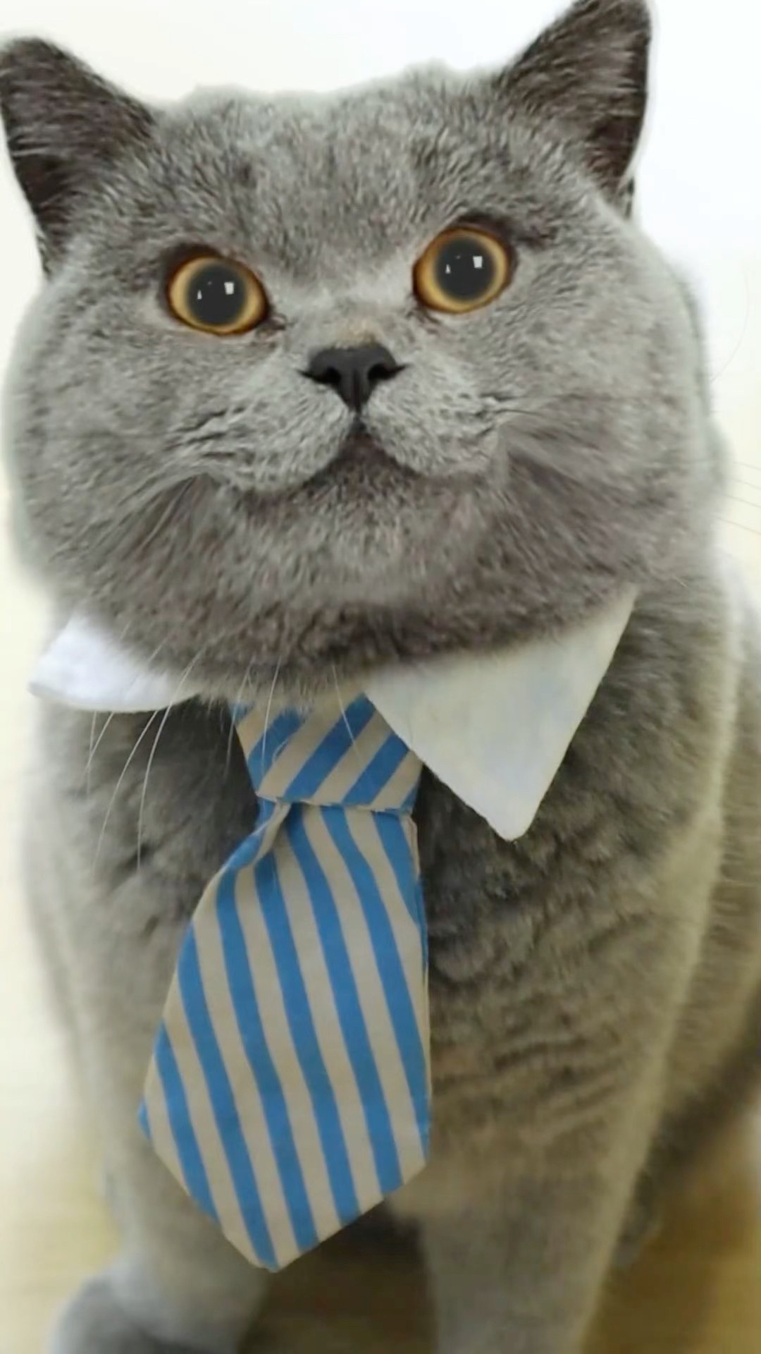 ?Solve Your Troubles With This Quick Toilet Trick!?? #funnycat #lifehacks #catmemes #trending