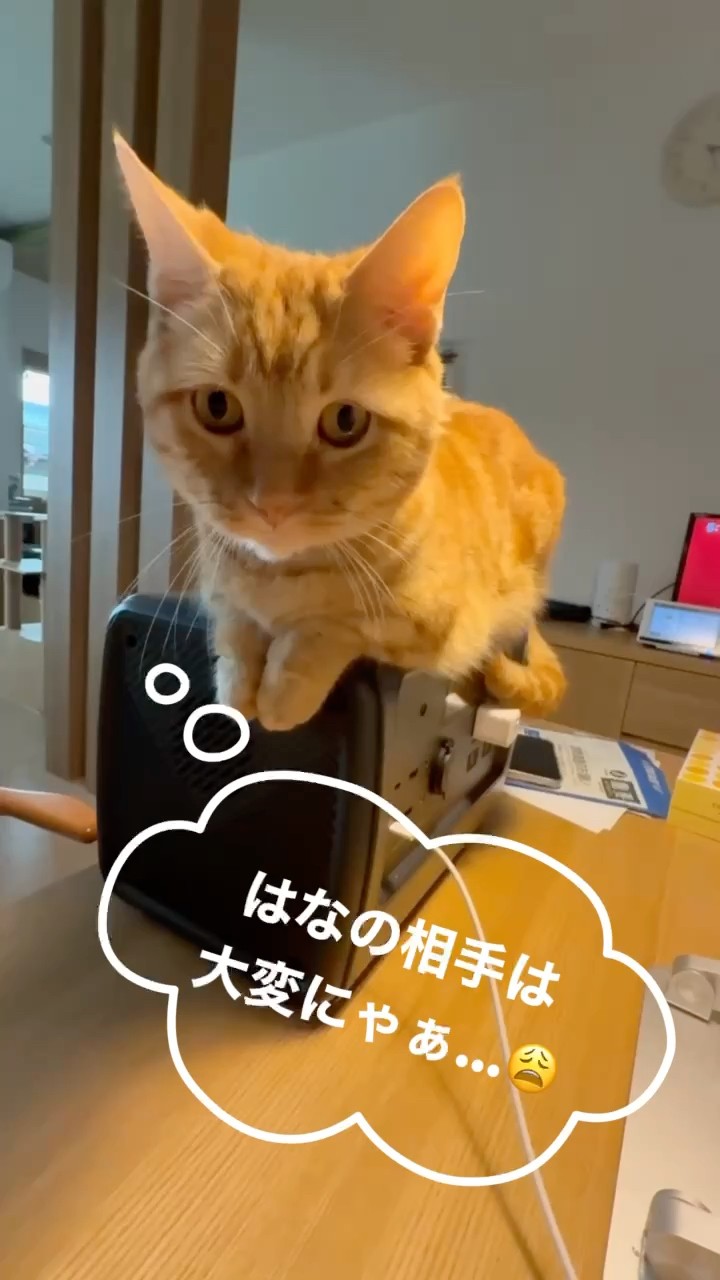 【ふくちゃんです】 おまとめ4点だよ(⁠◍⁠•⁠ᴗ⁠•⁠◍⁠)♡ ふくちゃんです】 おまとめ4点だよ(⁠◍⁠•⁠ᴗ⁠•⁠◍⁠)♡ ふくちゃんです