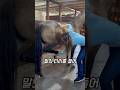 수의사가 말의 발굽을 만진 이유 thumbnail