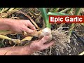 Epic Garlic Harvest