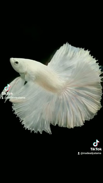 Tik tok ikan cupang part 4