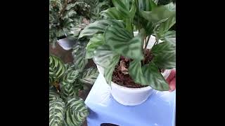 Shop em có tổng cộng 8 loại cây đuôi công nhe. cả nhà theo dõi em nhe.