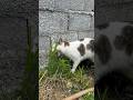 گربه‌س یا بز؟ خودتون قضاوت کنید! 😹