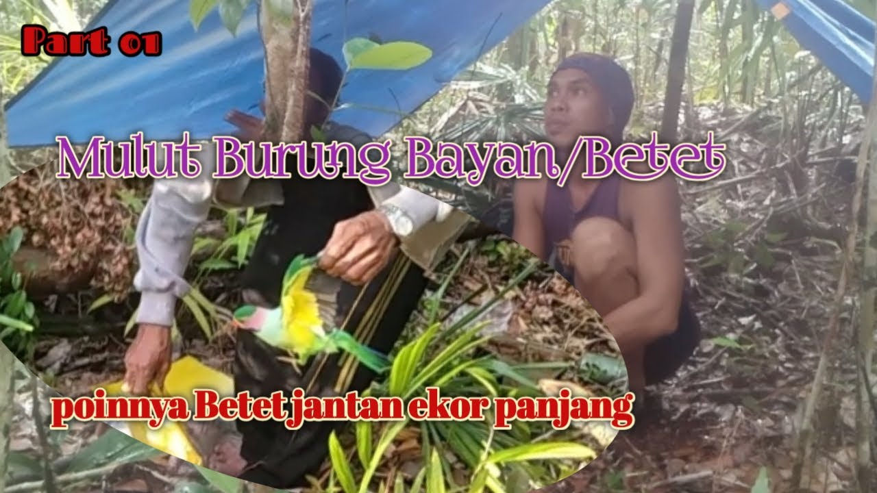 Mulut burung Betet/Bayan