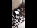 cats living best life in Goa!Voiceless Souls is live!