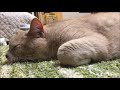 お久しぶりのこむぎ＆だいず『のんびりまったり元気にやってますよぉ～』