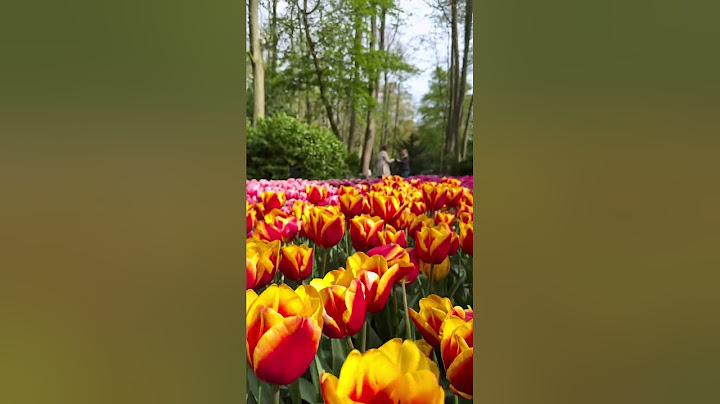 Hoa tulip là quốc hoa của nước nào năm 2024