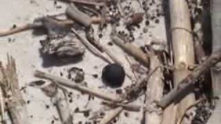 Finding Sea Beans on the Beach