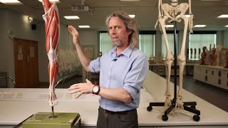 Anatomía de la lesión nerviosa de las extremidades inferiores