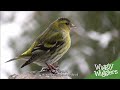 British bird of the month siskin