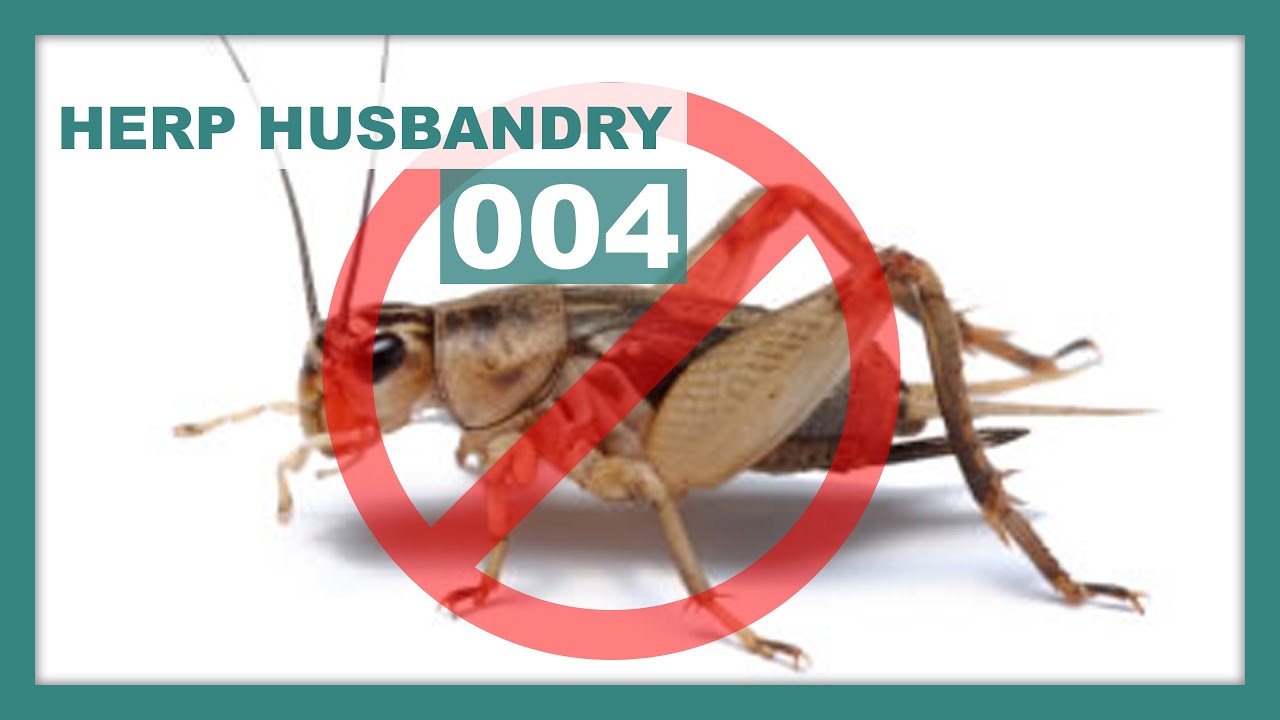 feeder insects for lizards Why You Shouldn't Feed Your Reptiles Crickets