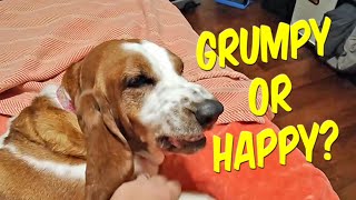 Grumpy Dog Mad At Me Or WHAT ?   #puppy #bassethound #basset #dog